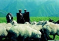 sheeps1.jpg