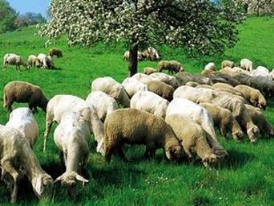 S&Uuml;R&Uuml;LER İ&Ccedil;İNDE