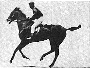 race17.gif **KALKTI G&Ouml;&Ccedil; EYLEDİ AVŞAR ELLERİ.AĞIR AĞIR GİDEN ELLER BİZİMDİR.ARAP ATLAR YAKIN EDER IRAĞI.Y&Uuml;CE DAĞDAN AŞAN YOLLAR BİZİMNDİR.